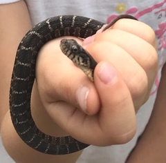 Nerodia erythrogaster