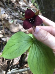 Trillium sulcatum