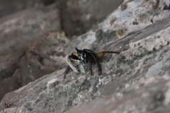 Goniopsis pelii