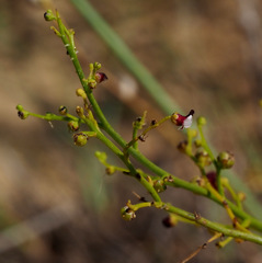 Scrophularia hypericifolia