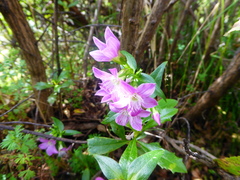 Gentianella ruizii