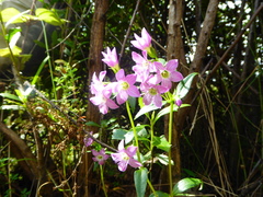 Gentianella ruizii