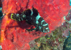 Epinephelus maculatus