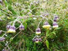 Aetheolaena campanulata