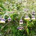 Aetheolaena campanulata - Photo 由 danplant 所上傳的 (c) danplant，保留部份權利CC BY-NC