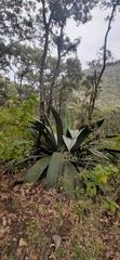 Agave inaequidens
