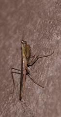 Mantodea