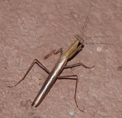 Mantodea