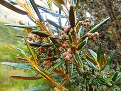Miconia salicifolia