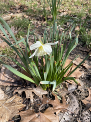 Narcissus poeticus