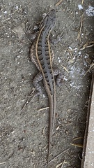 Sceloporus subniger