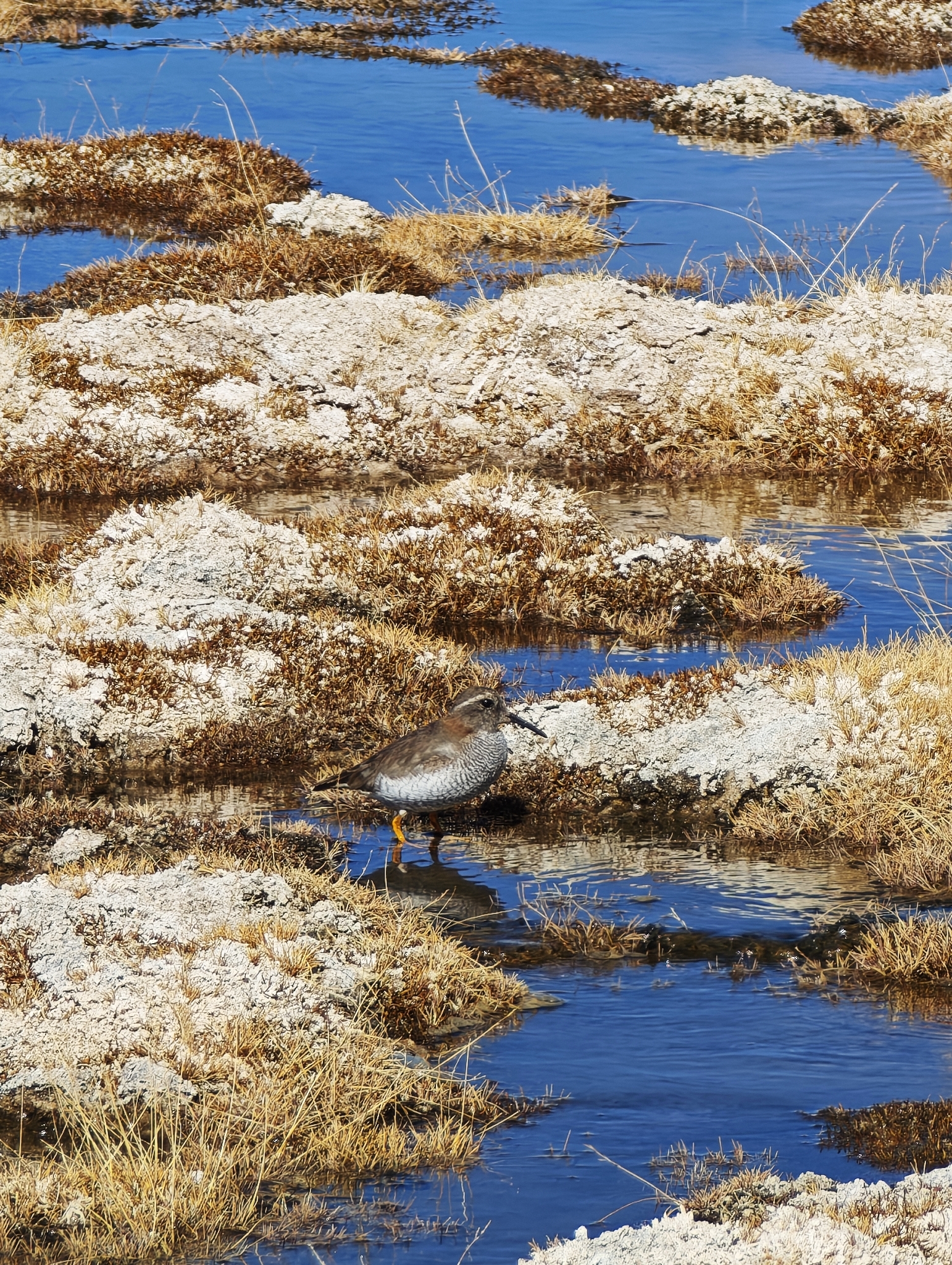 Diademed Sandpiper-Plover (Phegornis mitchellii), photo 3