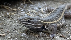 Sceloporus subniger
