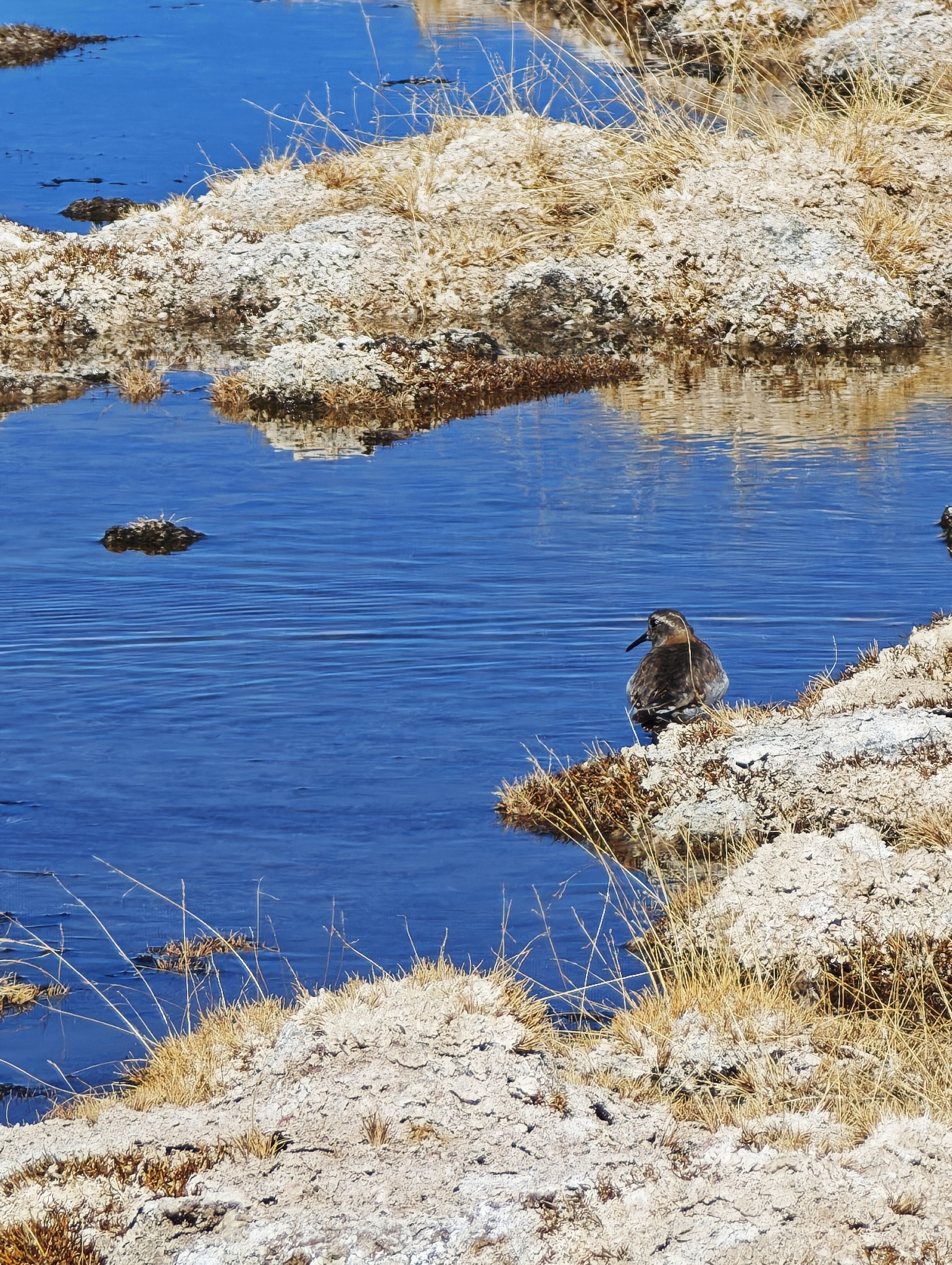 Diademed Sandpiper-Plover (Phegornis mitchellii), photo 4