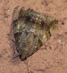 Achaea catella
