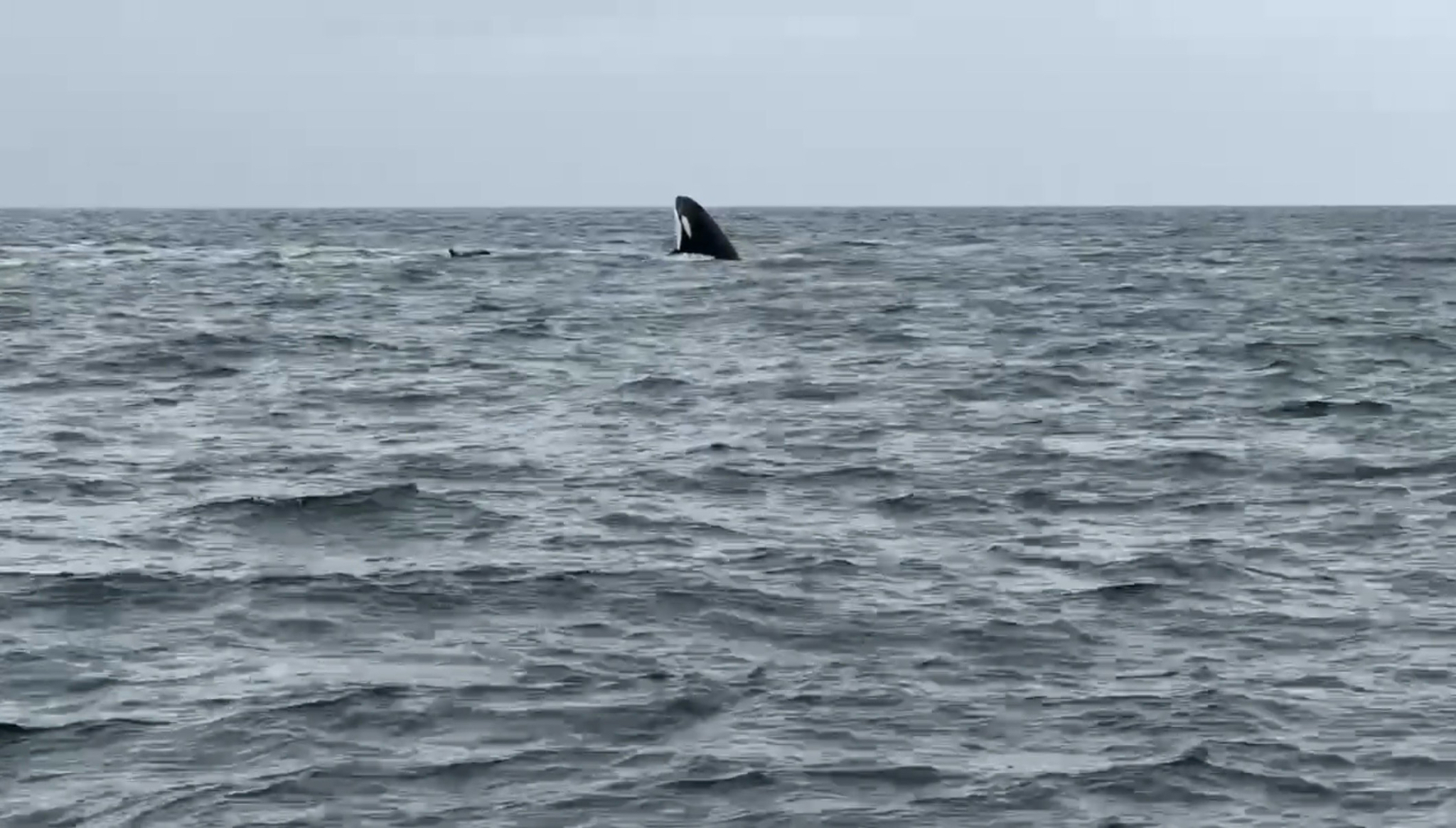 Orcinus orca