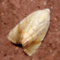 Xanthodes albago