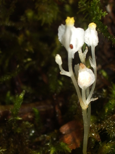 Burmannia liukiuensis iNat (2)