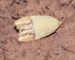 Odites natalensis