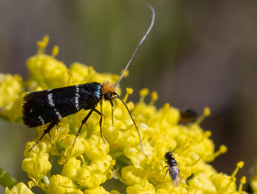 iNaturalist observation photo of Three-striped Longhorn