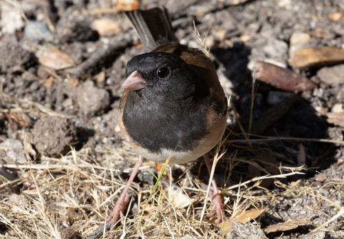 iNaturalist observation photo of Dark-eyed Junco