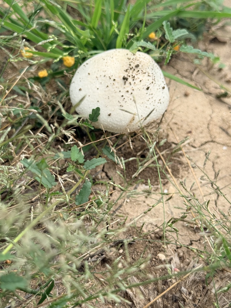Chlorophyllum molybdites · April 2026 · photo: © beth_snow (iNaturalist, cc-by)