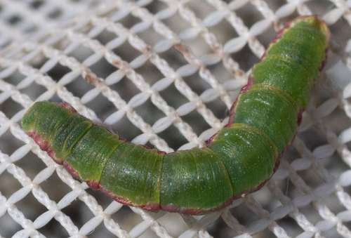 iNaturalist observation photo of Geometer Moths
