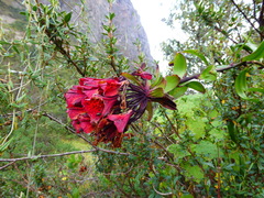 Bomarea formosissima