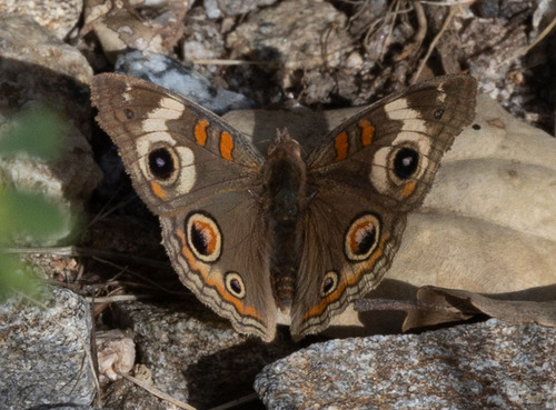 iNaturalist observation photo of Gray Buckeye