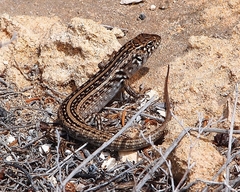 Bull Skink photo 3