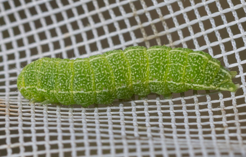 iNaturalist observation photo of Cutworm Moths and Allies
