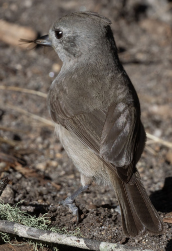 iNaturalist observation photo of Oak Titmouse