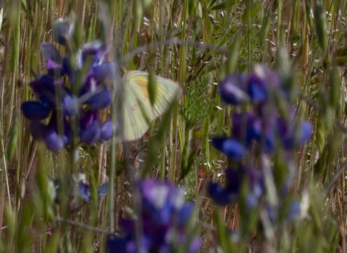 iNaturalist observation photo of Orange Sulphur
