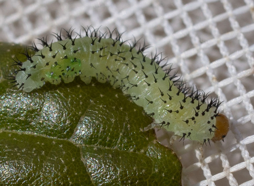 iNaturalist observation photo of Periclista
