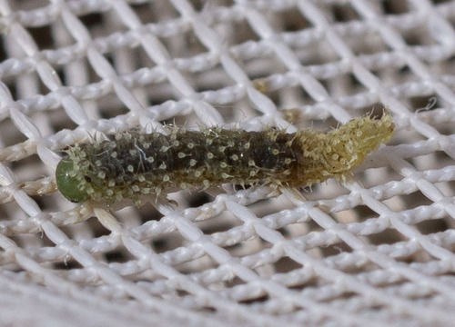 iNaturalist observation photo of Blennocampini