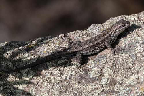 iNaturalist observation photo of Western Fence Lizard