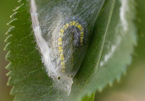 iNaturalist observation photo of Elder Moth