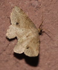 Lepidoptera