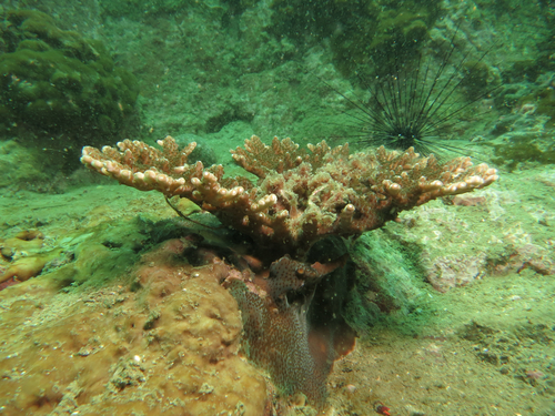 Acropora solitaryensis observed 2026-04-26