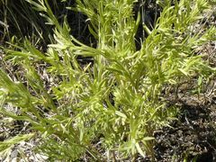 Lithospermum incisum
