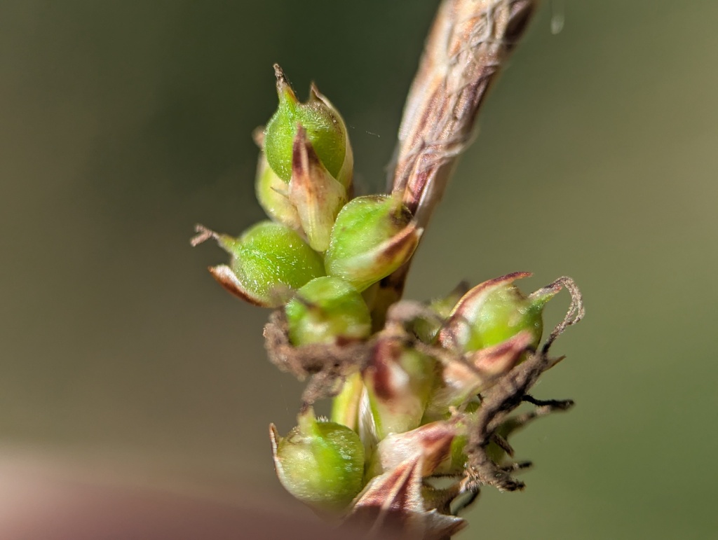 Carex inops; photograph (c) Ryan Sorrells, some rights reserved (CC BY)