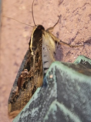 Sphingomorpha chlorea