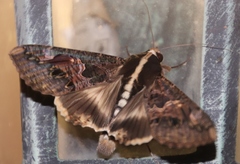 Sphingomorpha chlorea