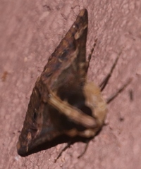 Sphingomorpha chlorea
