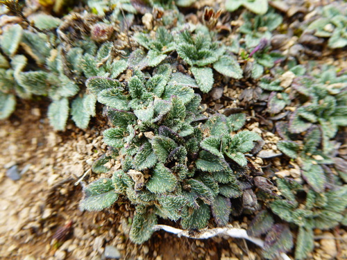 Ourisia biflora