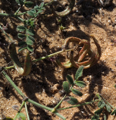 Astragalus annularis
