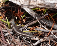 Shrubland Morethia Skink photo 1