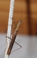 Mantodea