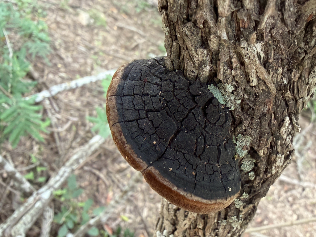 Fulvifomes robiniae