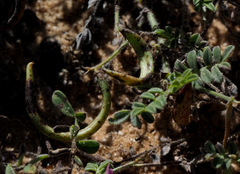 Astragalus annularis